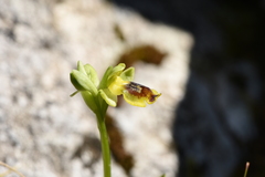 Ophrys sicula