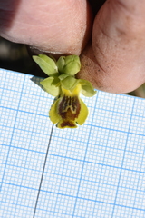 Ophrys sicula