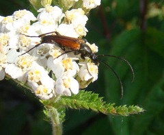Stenurella bifasciata