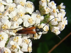 Stenurella bifasciata
