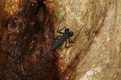 Thelyphonus
