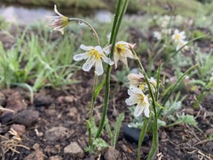 Gagea serotina