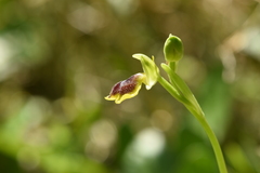 Ophrys sicula