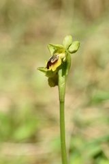 Ophrys lutea phryganae