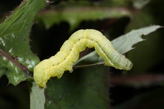 Chrysodeixis chalcites