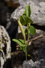Aristolochia lutea