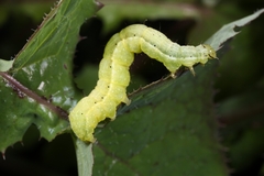 Chrysodeixis chalcites