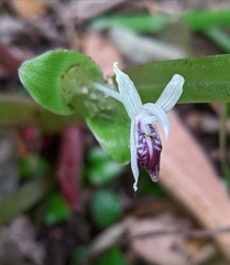 Kaempferia parviflora