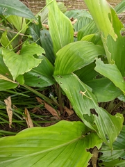 Kaempferia parviflora