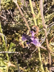 Eucera gracilipes