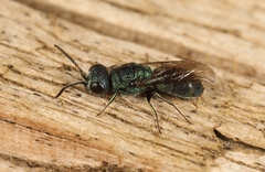Trichrysis cyanea