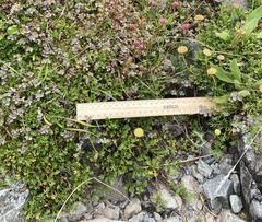 Leptinella pyrethrifolia
