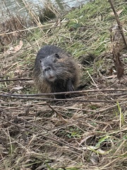 Myocastor coypus