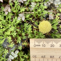 Leptinella pyrethrifolia
