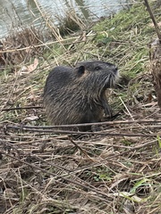 Myocastor coypus