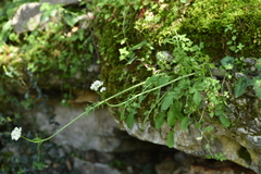 Valeriana italica