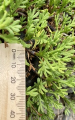 Leptinella pyrethrifolia