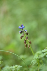 Bellevalia dubia boissieri