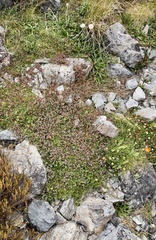 Leptinella pyrethrifolia