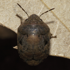 Stethaulax marmorata