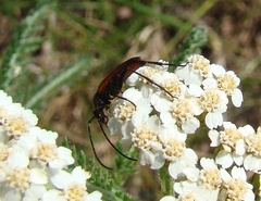 Stenurella bifasciata