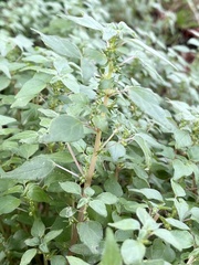 Parietaria praetermissa