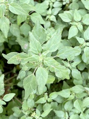 Parietaria praetermissa