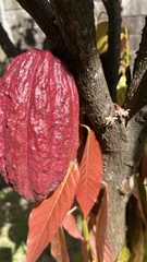 Theobroma cacao