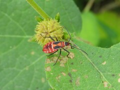 Dysdercus fasciatus