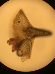 Jaffueliobryum wrightii