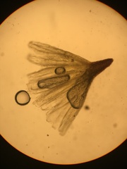 Jaffueliobryum wrightii