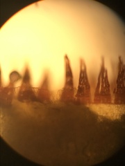 Jaffueliobryum wrightii