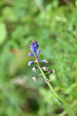 Bellevalia dubia boissieri