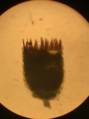 Jaffueliobryum wrightii