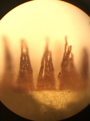 Jaffueliobryum wrightii