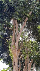 Pimenta racemosa