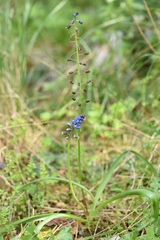 Bellevalia dubia boissieri