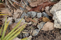 Cnemidophorus cryptus