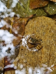 Mannophryne trinitatis