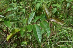 Vismia latifolia