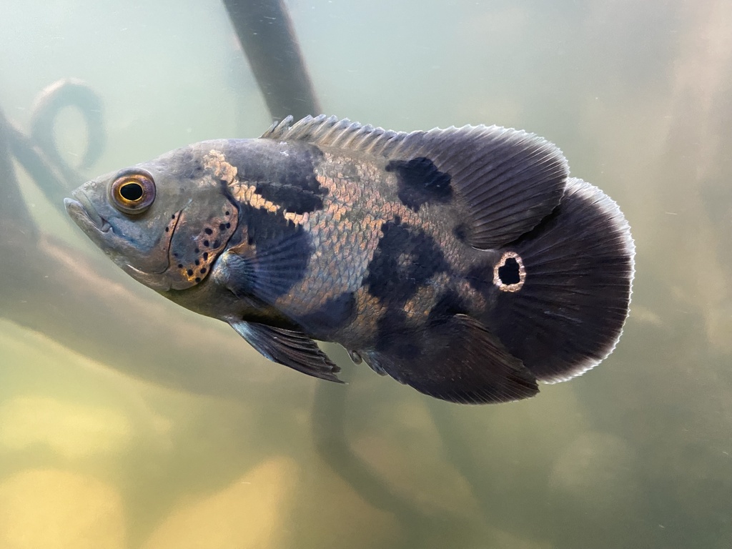 Marble cichlid (Astronotus ocellatus) — Cichlidae