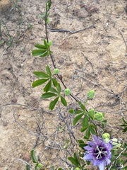 Passiflora cincinnata