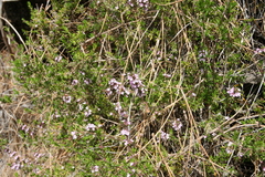 Micromeria herpyllomorpha