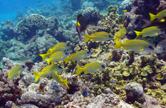 Lutjanus kasmira