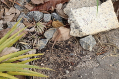 Cnemidophorus cryptus