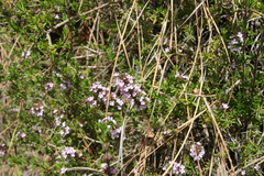 Micromeria herpyllomorpha