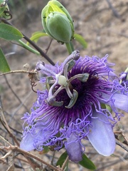 Passiflora cincinnata