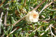 Salsola divaricata