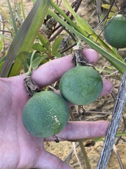 Passiflora cincinnata