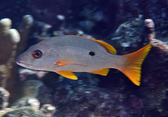 Lutjanus monostigma